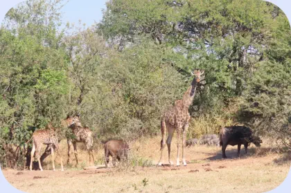 Wiladlife at the waterhole at Sunset Game Lodge Hoedspruit